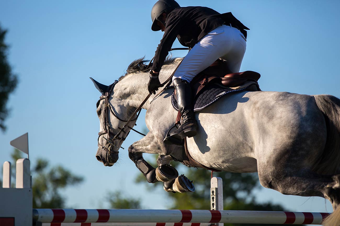 Balanced Horse - Mustang Sanctuary is a 501(c)3 NFP dedicated to ...